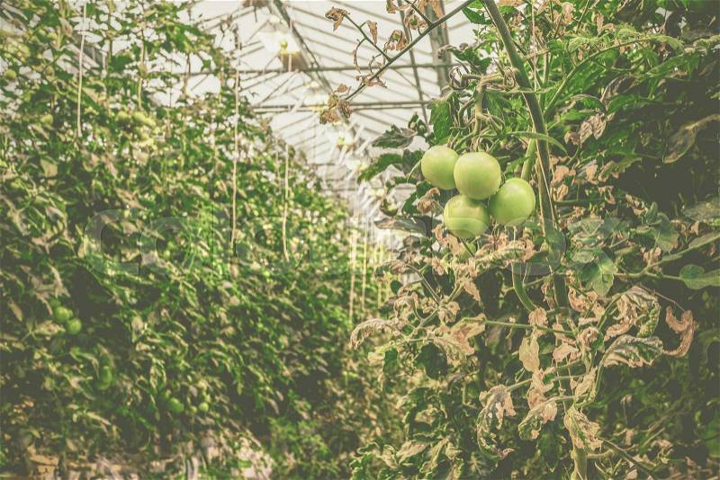 Green tomatoes in a greenhouse with many plants, stock photo