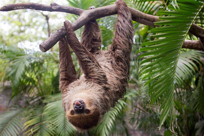 Young Hoffmann\'s two-toed sloth (Choloepus hoffmanni) show tounge, stock photo