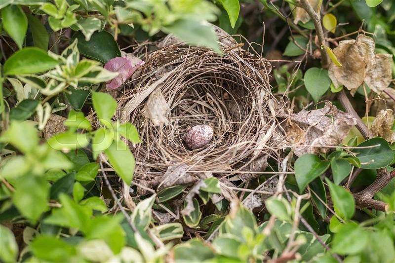 Close up old bird nest with one egg on tree, stock photo