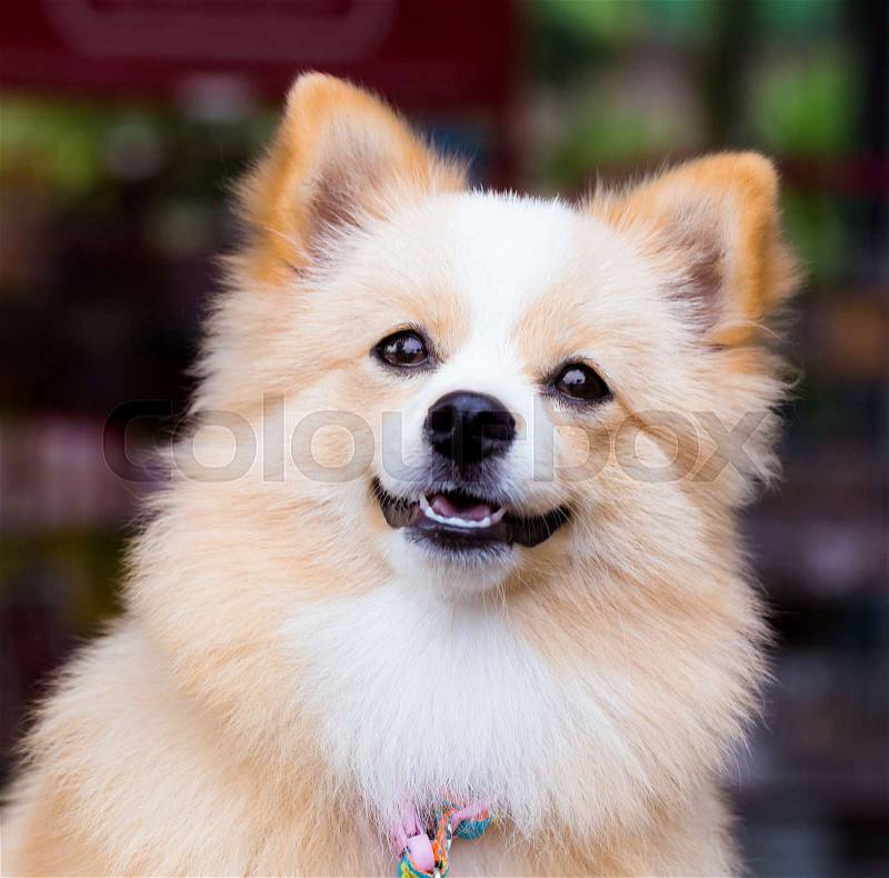 Pomeranian Chihuahua mix dog with brown Sarawasi standing looking forward, stock photo