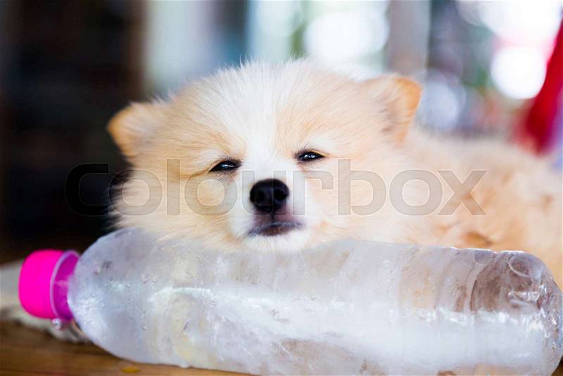 Brown Pomeranian dog sleeping on the frozen water bottle, stock photo