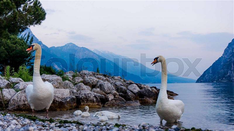 Swans on the lake. Swans with nestlings. Swan with chicks. Mute swan family, stock photo