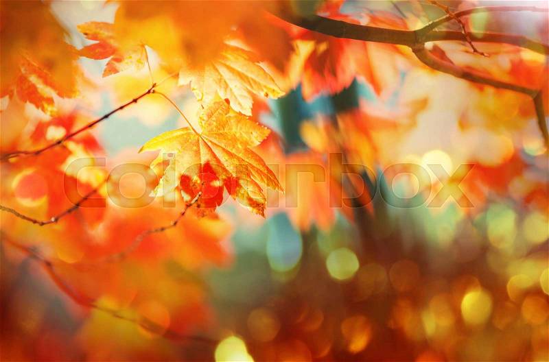 Colorful leaves in Autumn season, stock photo