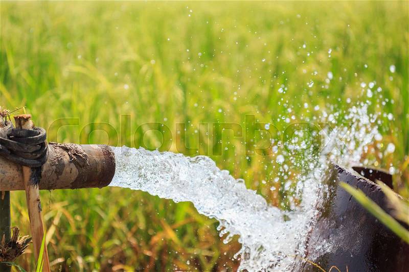 Water flow from large pump tube in rice field in central of Thailand, Focus on tube, stock photo