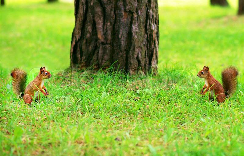 Two red squirrels opposite each other. Fight for territory!, stock photo