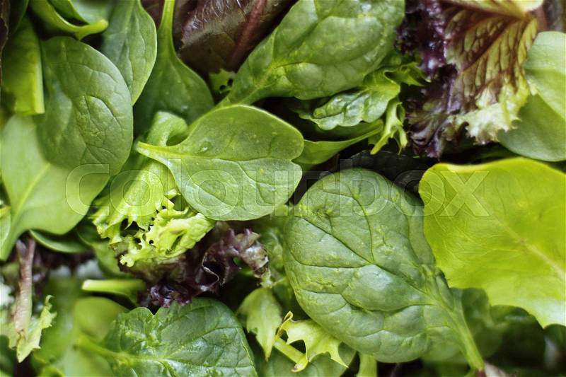 Close-up photo of fresh greens: spinach, roman lettuce, stock photo