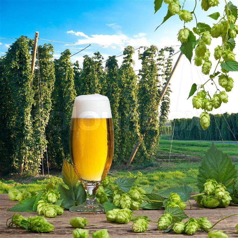 Beer glass in the hop field before harvest, stock photo