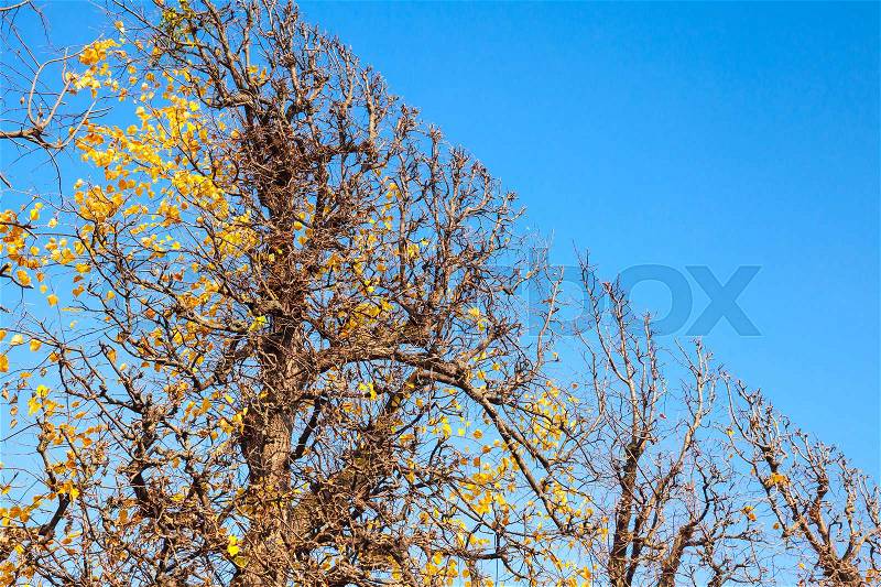 Decorative tree trimmed into a flat shape in autumn park. Vienna, Austria, stock photo
