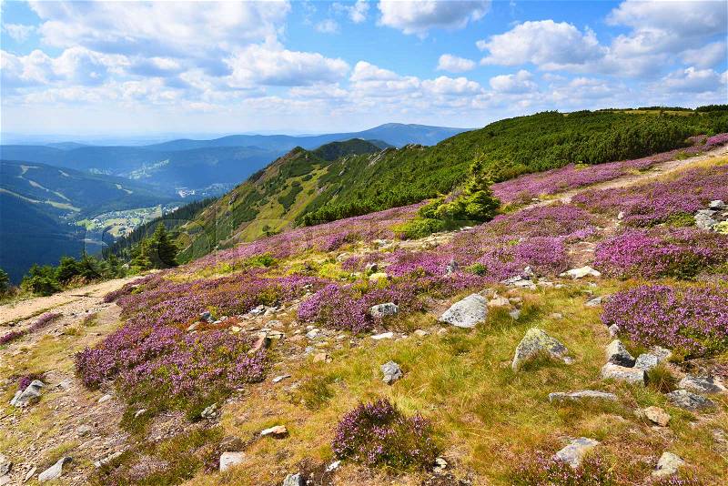Purple heath blooming in the high mountains, stock photo