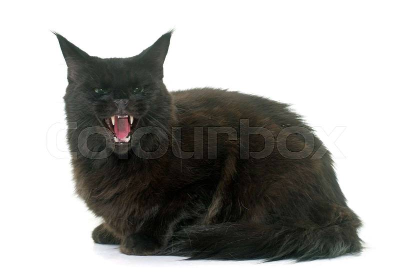 Angry maine coon cat in front iof white background, stock photo