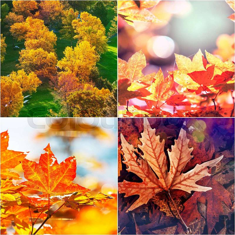 Orange and Yellow Autumn collage, stock photo