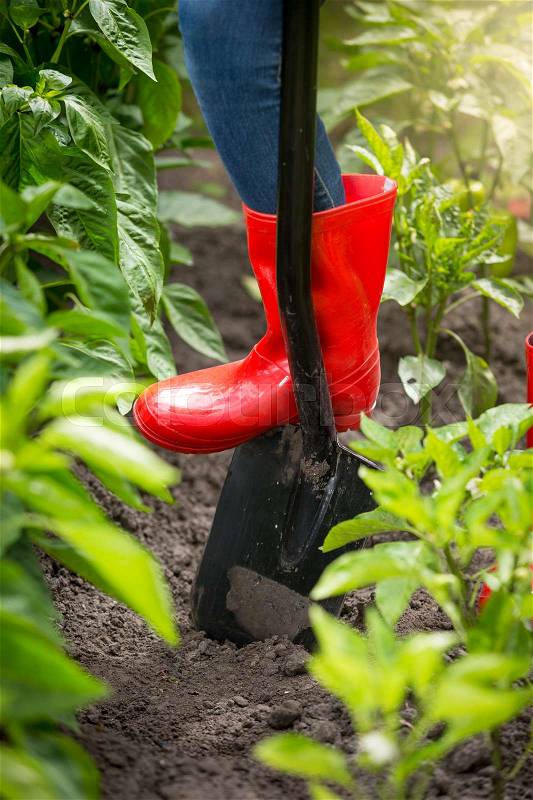 Closeup photo of young woman in red rubber boots digging soil with shovel, stock photo