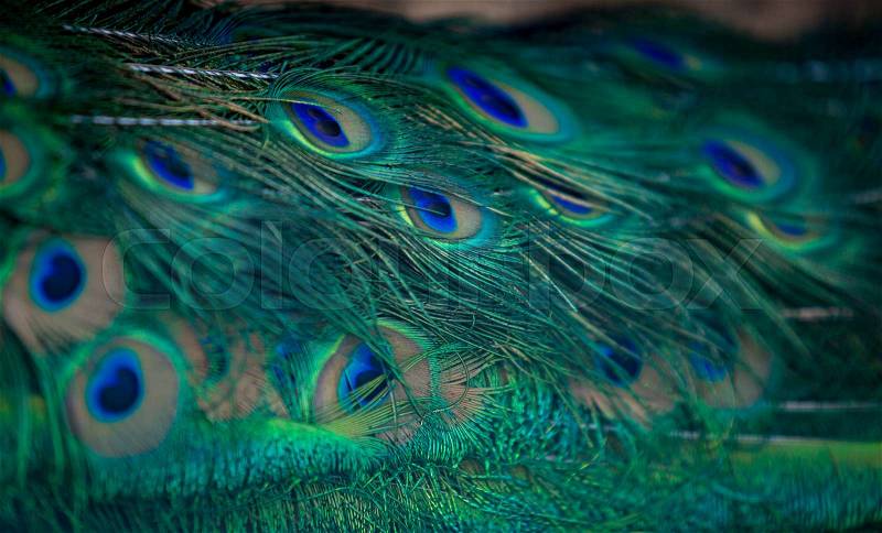Texture of beautiful green and blue peacock plumage, stock photo