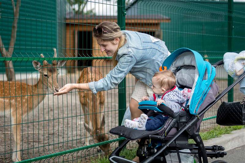 Happy mother and baby boy feeding animals through fence in the zoo, stock photo