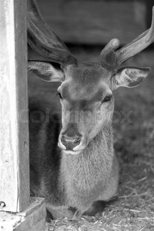 Black and white closeup image of deer head with big antlers, stock photo