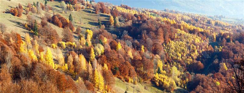 Colorful forest on slope in autumn misty mountain. Panorama, stock photo
