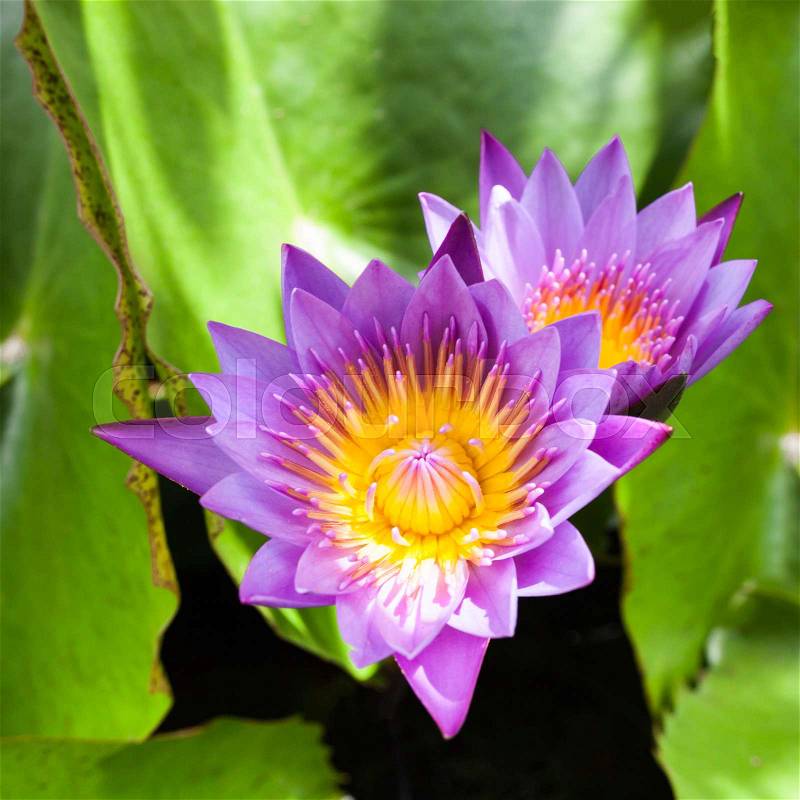 Beautiful lotus flower. Saturated colors and vibrant detail make this an almost surreal image, stock photo