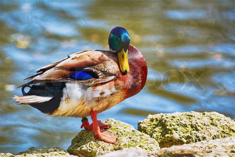 Male Duck Resting on Rock near the Pond, stock photo