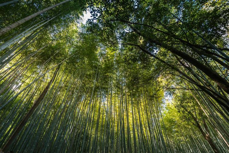 Bamboo grove, bamboo forest at Arashiyama, Kyoto, Japan, stock photo
