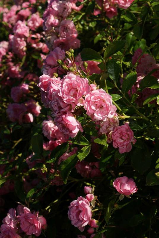 Rose bush blossom, stock photo