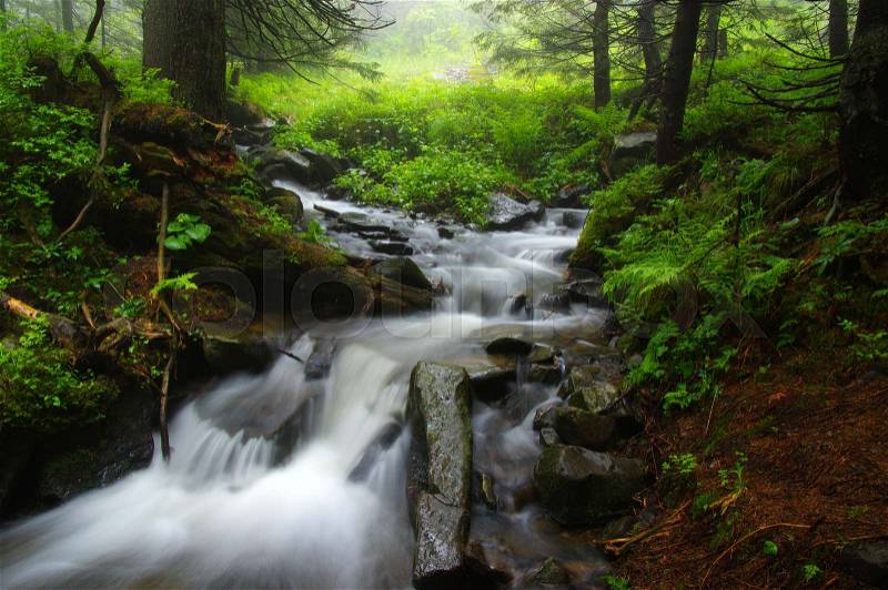 Creek in the woods and trees in the fog, stock photo