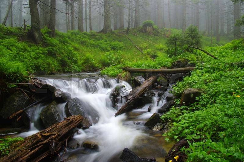 Creek in the woods and trees in the fog, stock photo