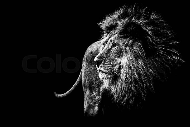 Lion in black and white, stock photo