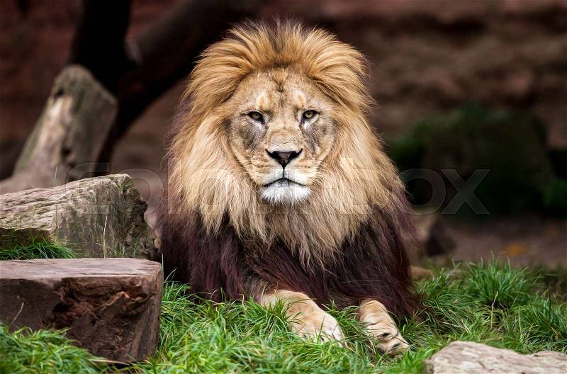 Lion portrait, lion looks in the camera, stock photo