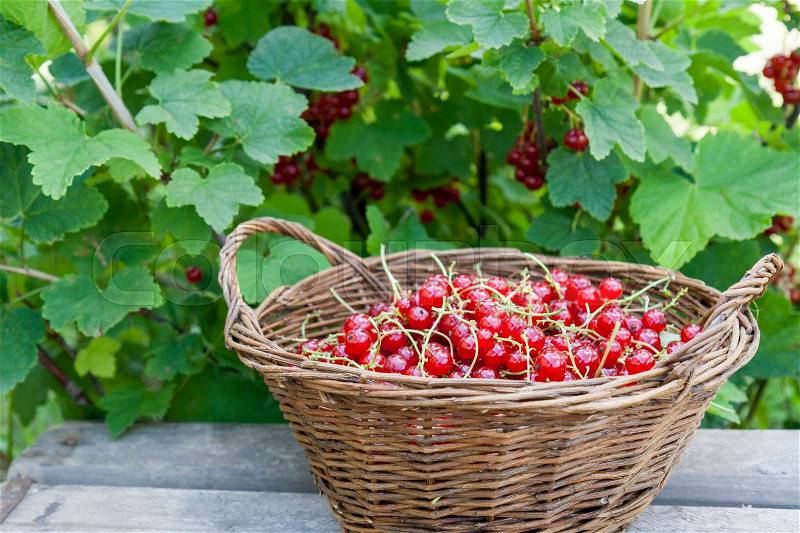 Fresh ripe sweet red currant in wicker basket on berry bush background, stock photo
