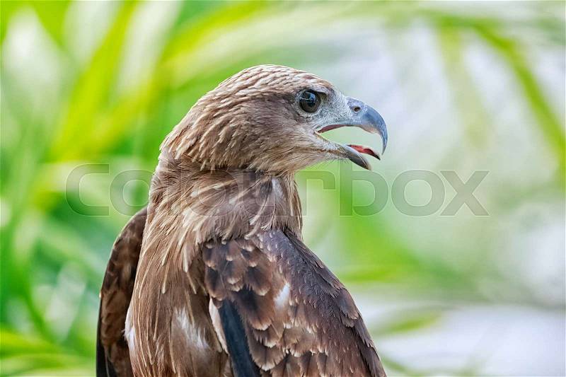 Close up of a red hawk on natural environment, stock photo