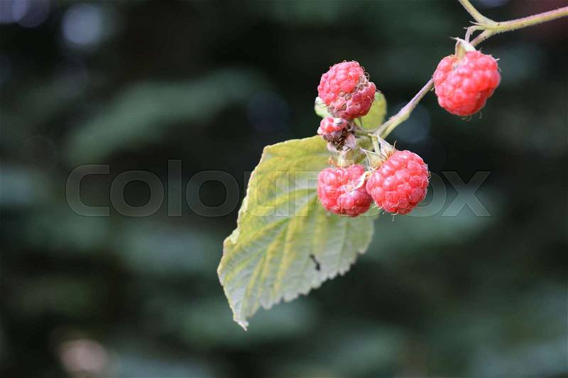 Wild raspberries are often found in Scandinavian fir forests. They are small, but have an extremely intense flavor, stock photo