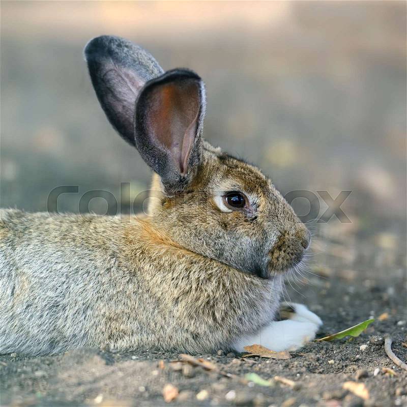 Close big gray rabbit, stock photo