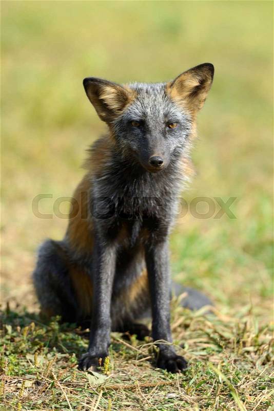 Silver Fox, an subspecies of the Red Fox , stock photo