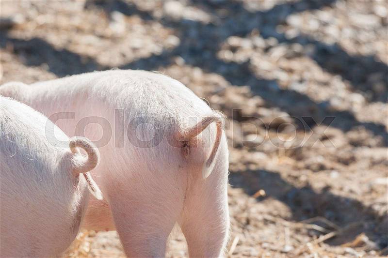 Pig tails on pink piglets in a barnyard, stock photo