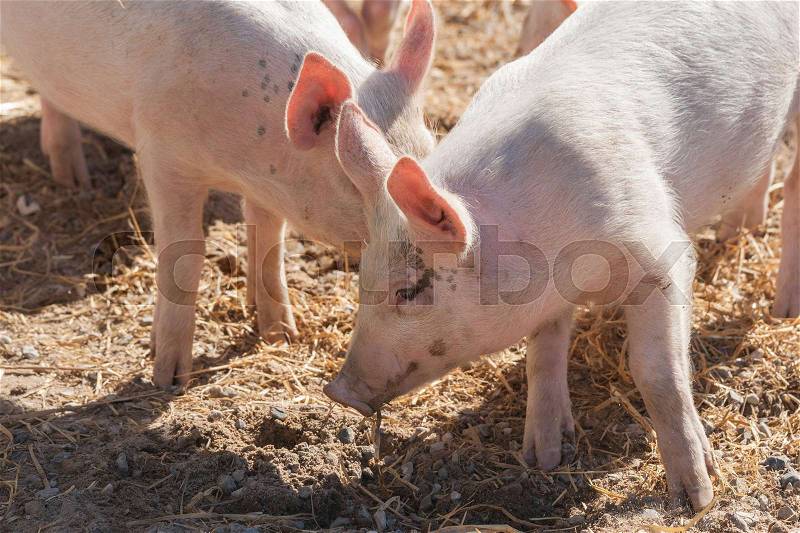 Cute pigs in pink color playing in hay at a farm, stock photo
