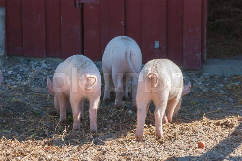 Tree little pigs with curly tails in a rural invironment, stock photo