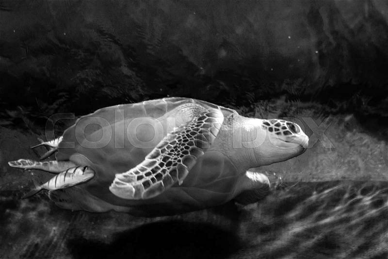 Sea turtle closeup black and white photo grain added, stock photo