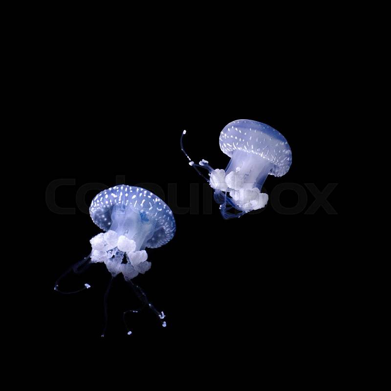 Jellyfish floating in the dark depths. Underwater world, stock photo