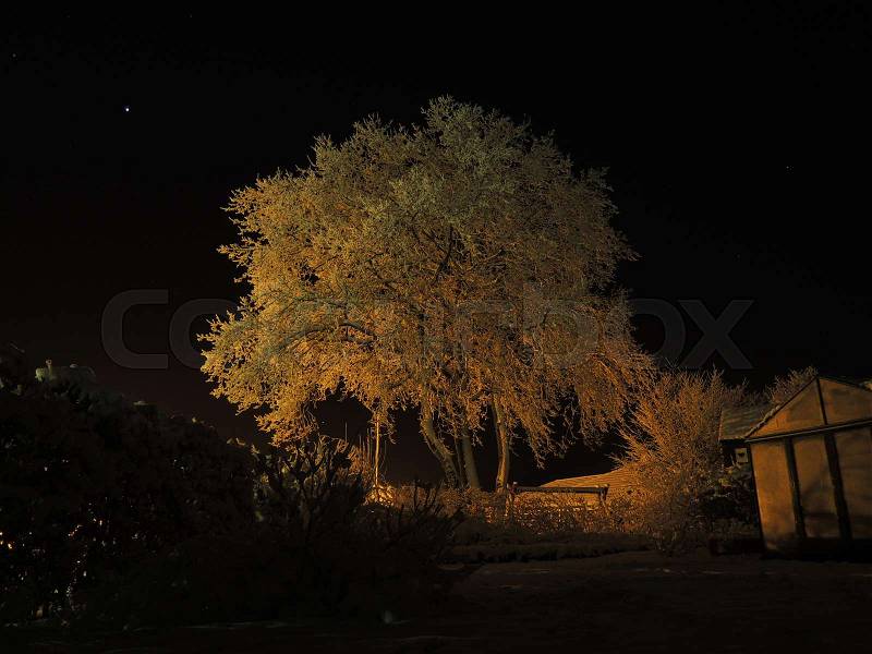 Oak tree covered in snow at night, stock photo