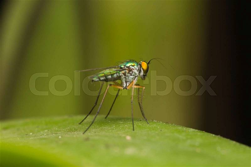 Macro small insects. Small insect in the garden. Food with fruit, stock photo