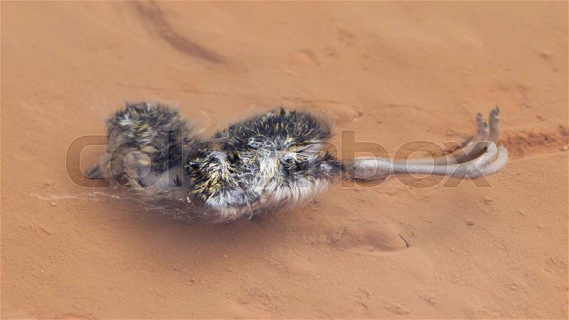 Dead bird in hot water - Geothermally active valley of Haukadalur - Southwest Iceland, stock photo