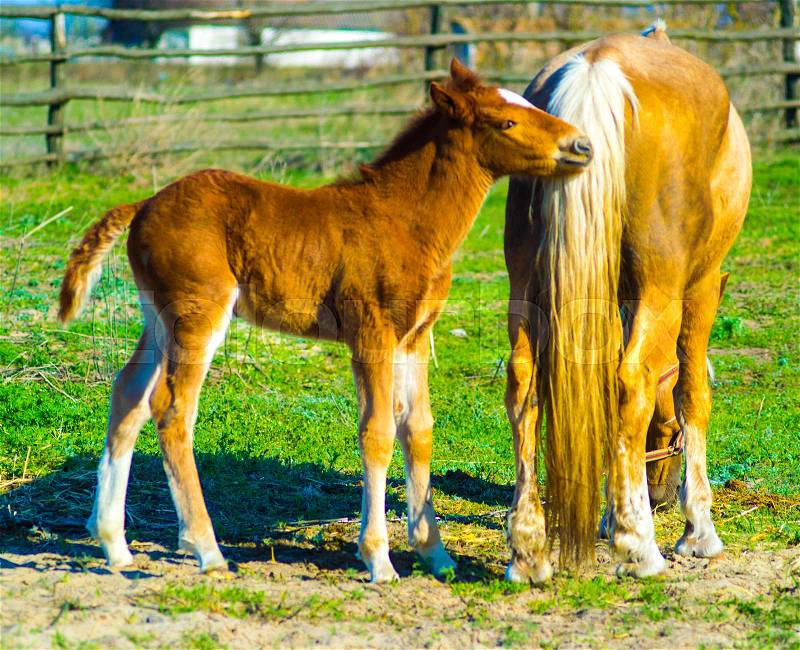 A horse with a foal. Animals horse with a foal. A pet mammal farm horse and foal, stock photo