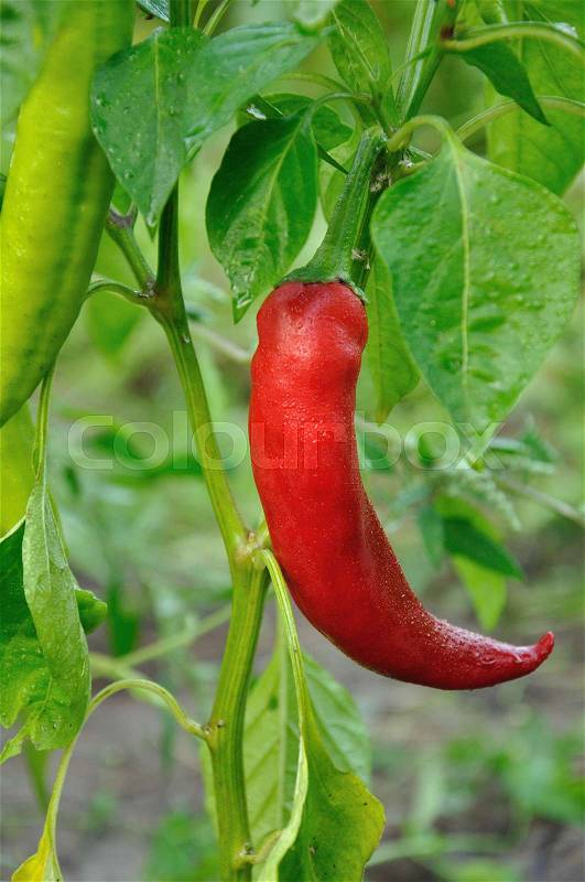 Bush of red long hot pepper growing, stock photo