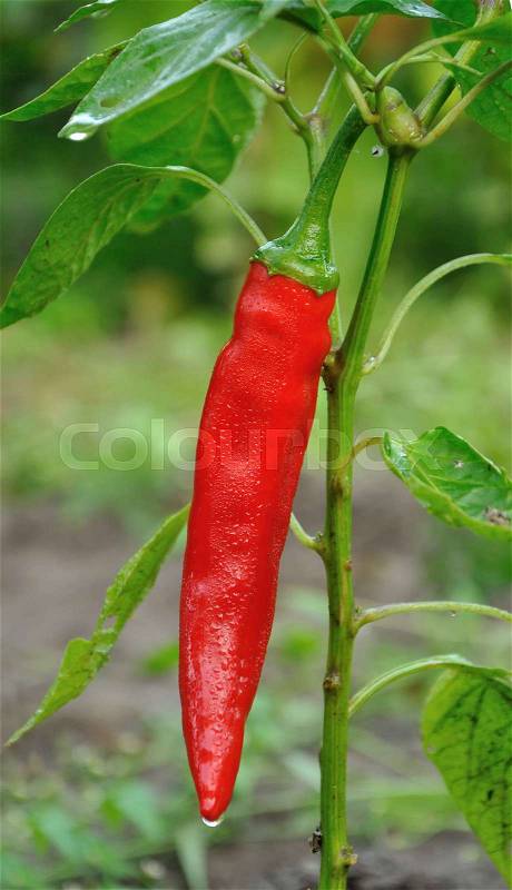 Bush of red long hot pepper growing, stock photo