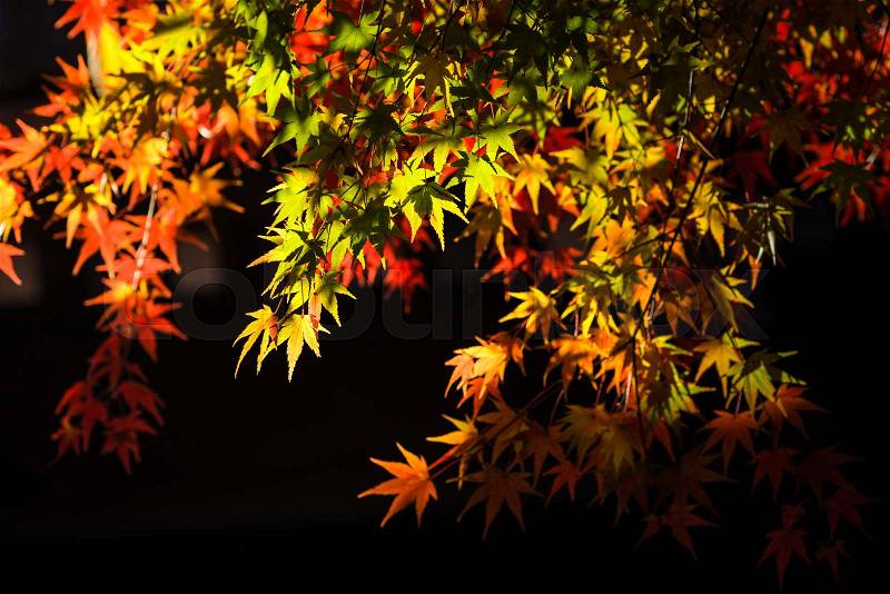 Tree branch with autumn leaves. Autumn background. , stock photo