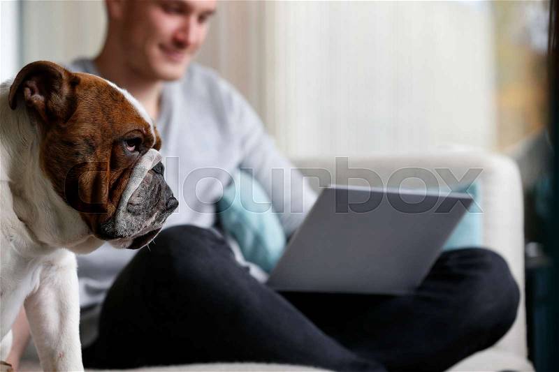 Man Relaxing On Sofa Using With Pet Bulldog Laptop Computer, stock photo