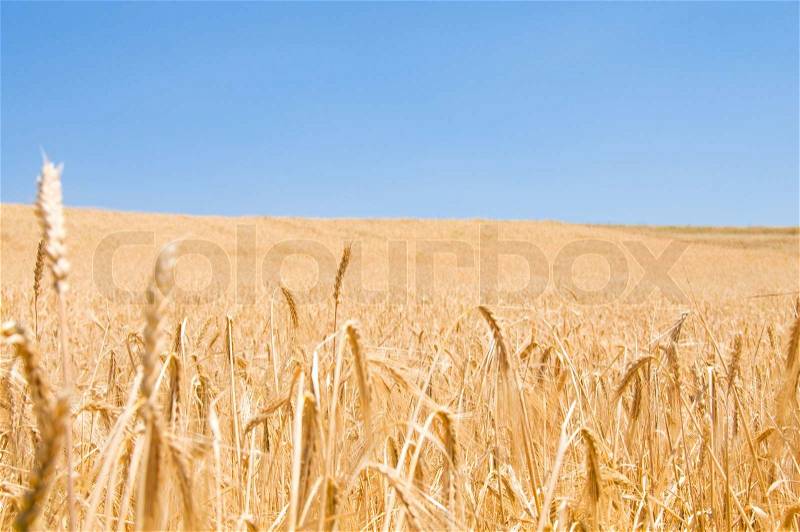 Wheat field on the bright summer day, stock photo