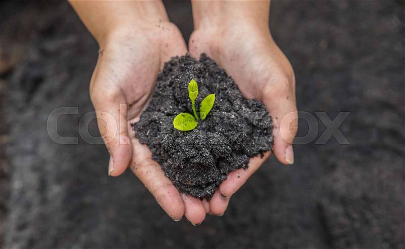 Hands holding sapling in soil surface, stock photo