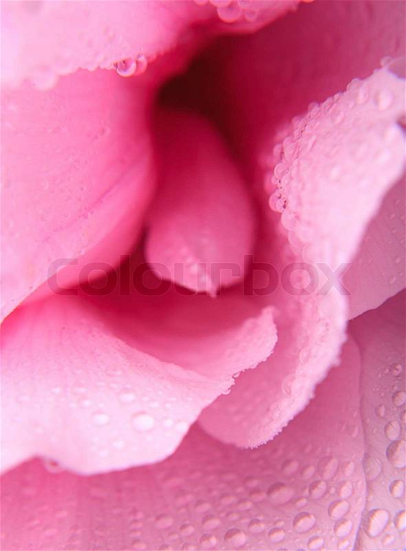 Pink peony with waterdrops close up in high key. Shallow deep of field, stock photo