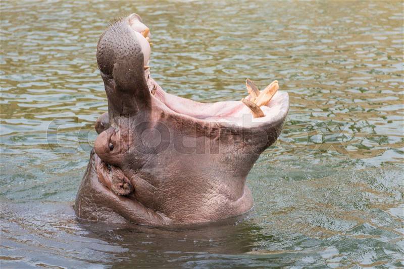 Head of a hippopotamus Hippopotamus amphibius with gaping mouth , stock photo